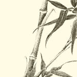 BAMBOO POWDER