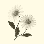 CHAMOMILE EXTRACT