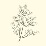 FENNEL EXTRACT