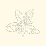 HOLY BASIL