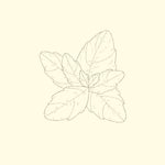 LEMON BALM EXTRACT