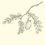 MACADAMIA OIL