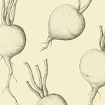 RADISH ROOT EXTRACT