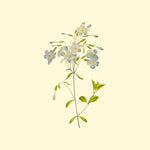 WILD INDIGO EXTRACT